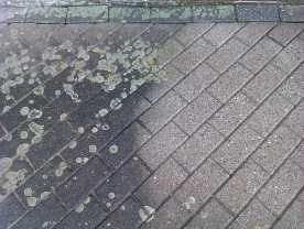 Hardnekkige korstmossen.jpg