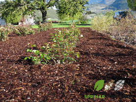 mulch 4.jpg