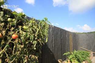 Stella palissade6.jpg